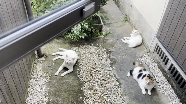 三毛母猫の旦那さんは家族に愛されてるんだろうなぁって分かる動画[三毛猫家族]