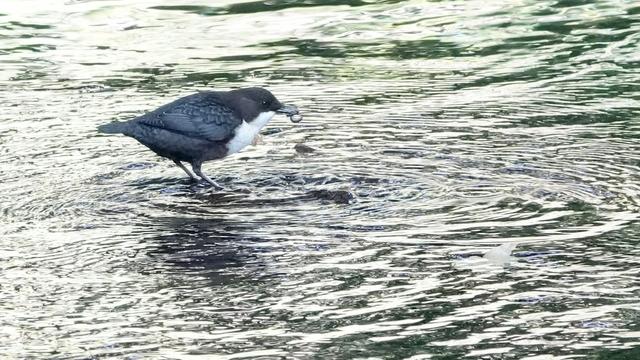 A dipper bird with a small eel-like fish in its beak. The bird is standing facing right in a burn, with silvery grey water swirls around it. The bird is reflected in the water below.
