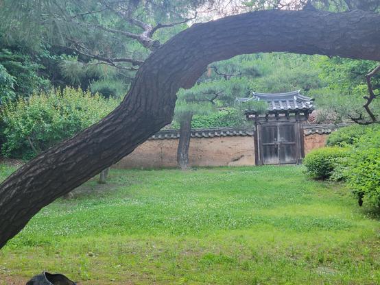 In the foreground is a dark, heavy pine branch framing the misty field and, across some grass, you see an old wooden door in the Korean/Joseon style and a stone wall.