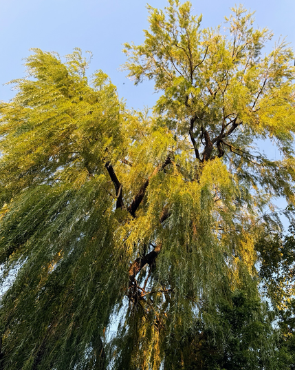 Huge willow beginning to turn yellow (already!)