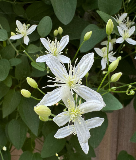 Closeup of Sweet Autumn clematis