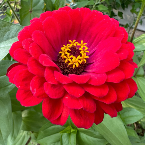 Red zinnia