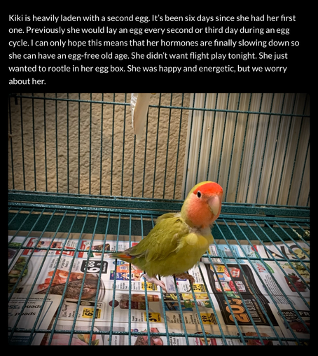 Broody lovebird