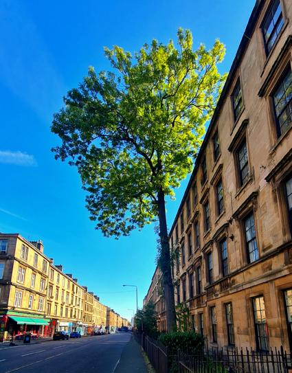 A lone mature tree towers above the surrounding tenements on a busy Glasgow street.