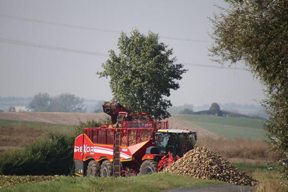 Ein roter zuckerrübenvollernter  Mittag mit weißem Streifen. Hat bereits Zuckerrüben vom Feld aufgenommen und wird sie zu dem vorhandenen zuckerrübenhaufen dazu lagern.
Im Bild noch zwei Bäume und die Landschaft.
Matzework