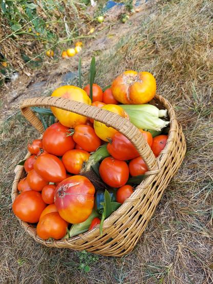 Oval wicker basket filled with corn, multiple types of tomatoes, and peppers.