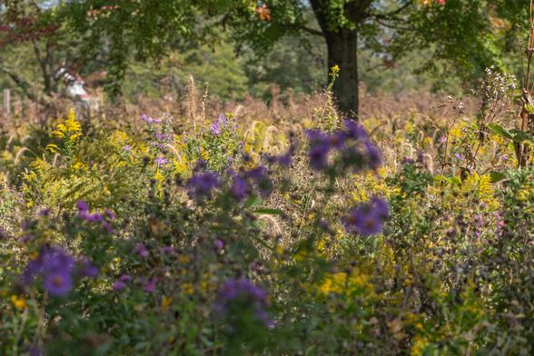 Photograph of a prairie landscape covered in tall plants with trees and a treeline in the background. There is a dense tangle of tall plants (some over 7 ft tall) in various states of growth and decay. The plants still in flower are purple asters and goldenrod which are mixed in with the green and brown of summer prairie plants that have gone to seed.