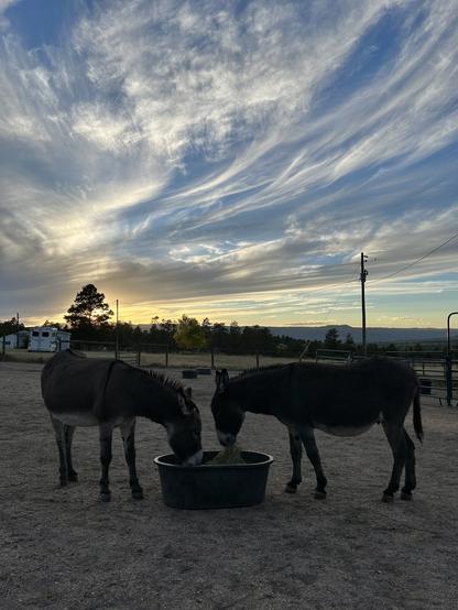 Two donkeys eating intently from a tub full of hay while a gorgeous sunset with long wispy clouds displays above them.