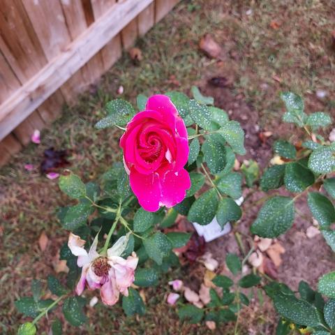 a bright pink rose with white petals near the stem. a second wilting rose flower is underneath