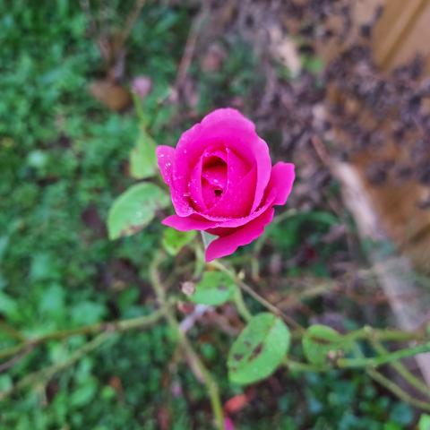 closeup on a pink rose, just opening
