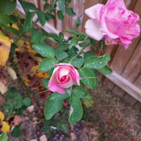 focus on a pink and white rose bud, just opening. a more mature pink and white in the background