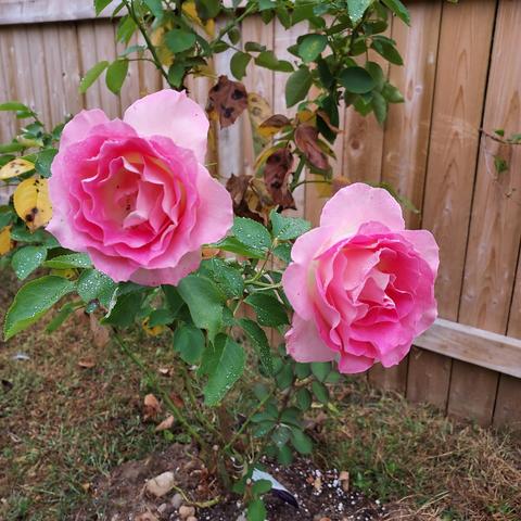 two pink and white rose flowers