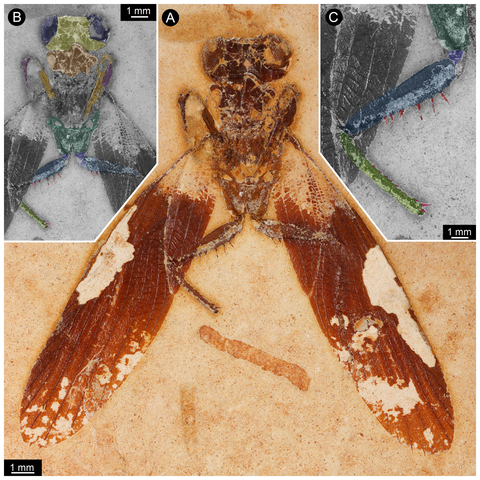 Figure 1: New specimen of Santanmantis axelrodi MB.I.2068.
(A) Overview. (B) Colour-marked version of A; dark blue: eyes, yellow: head capsule, brown: tergite of thorax segment 1 (pronotum), orange: prothoracic femur, purple: prothoracic tibia, dark green: mesothoracic coxa, indigo: mesothoracic trochanter, blue: mesothoracic femur, light green: mesothoracic tibia, red: spines. (C) Detail of appendage of thorax segment 2, same colour code as in B.