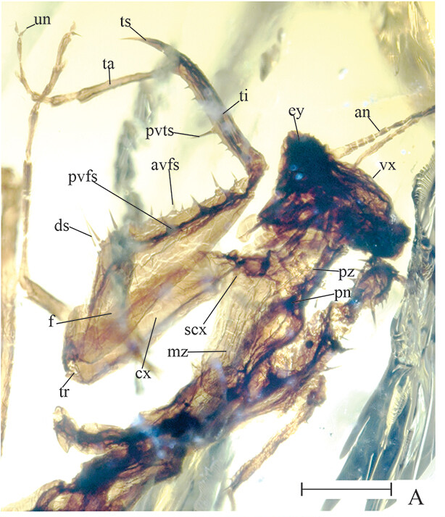 Figure 3. Litaneutria pilosuspedes sp. nov A. Holotype CPAL.442, dorsal view. Scale bar 1 mm. Abbreviations: (Ab) Abdomen, (an) antenna, (avfs) anteroventral femoral spines, (avts) anteroventral tibial spines, (ce) cerci, (cs) coxoesternite, (cx) coxa, (ds) discoidal spines, (ey) compound eye, (f) fémur, (ge) gena, (jop) juxtaocular process, (gs) genicular spur, (lbp) labial palp, (la) labrum, (mz) metazone, (pe) pedicel, (pn) pronotum, (pvfs) posteroventral femoral spines, (pvts) posteroventral tibial spines, (pz) prozone, (sc) scape, (scx) supracoxal dilatation, (ti) tibia, (ta) tarsomere, (tr) trochanter, (ts) tibial spur, (un) unguis, (vx) vertex.