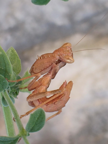 Ameles spallanzania mantis from our garden. A fairly small mantis, orange-brown in color, sits on a twig with small green leaves, looking towards the camera.