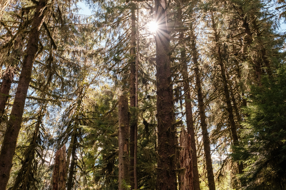 Sunlight filters through tall, dense trees in a lush forest, casting rays and creating a serene, tranquil atmosphere.