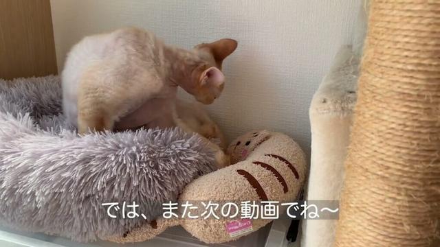 訳あってデボンレックス兄のお気に入りのハンモックが使えない状況にしてみました(What if Devon Rex cat's favorite hammock is not available?)