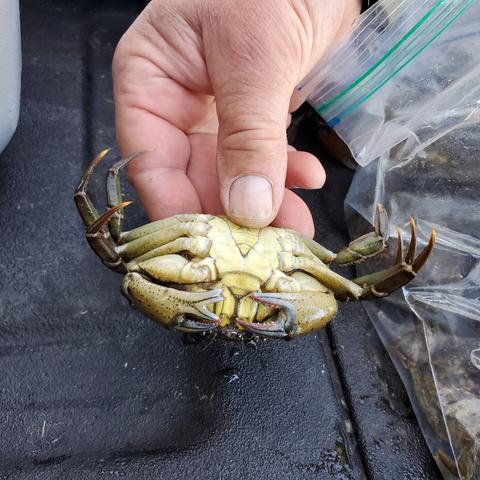 One of our team monitors, holding up a green crab to show belly, indicating it is a male.