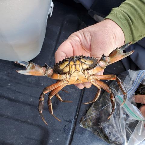 Holding up a more reddish brown European green crab to show the 5 distinctive teeth on both sides of its head & how these crabs have colour ranges & not only green coloured.