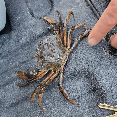 Pointing at invasive European green crab caught. Looking at top of crab & carapace.