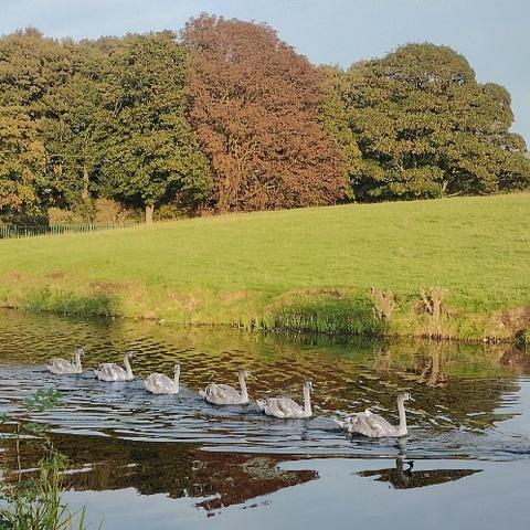 A half dozen grey cygnets, following each other all in a row as they paddle along a canal.

Across the canal is a gently sloping hill, green and grassy. Further back there's a row of mature trees. The sky is blue and the grass brilliant green in the early evening sunshine.