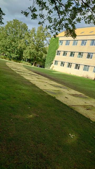 Grass in front of an AU building is quite "affected" after the last week's Friday Bar event