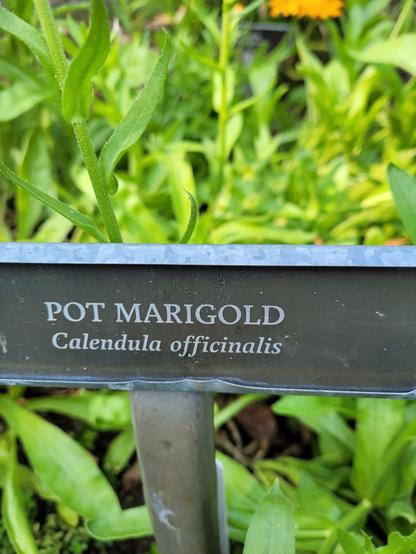 A sign reading Pot Marigold (Calendula officinalis)
