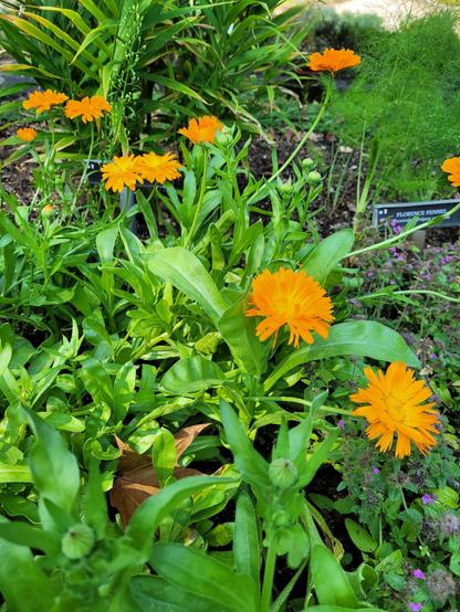 Pot marigolds in the "dye plant" bed in the herb garden.