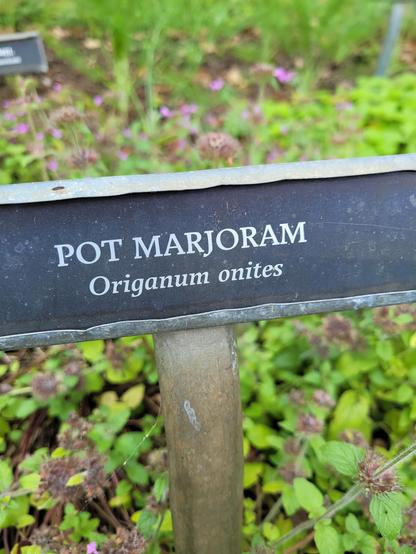 A sign reading pot marjoram  (Origanum onites)