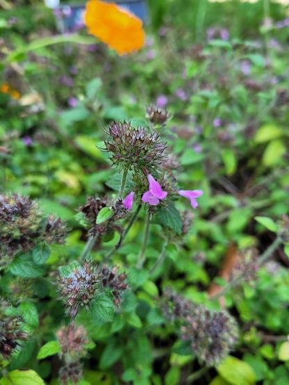 The small, purple, tubular flowers of the Pot Marjoram herb, the flowers look a lot like bee balm's  flowers.