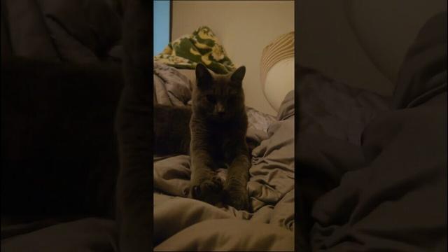 【猫動画】ふみふみする猫 #shorts #猫 #ネコ #シャルトリュー #cat #ねこ #保護猫