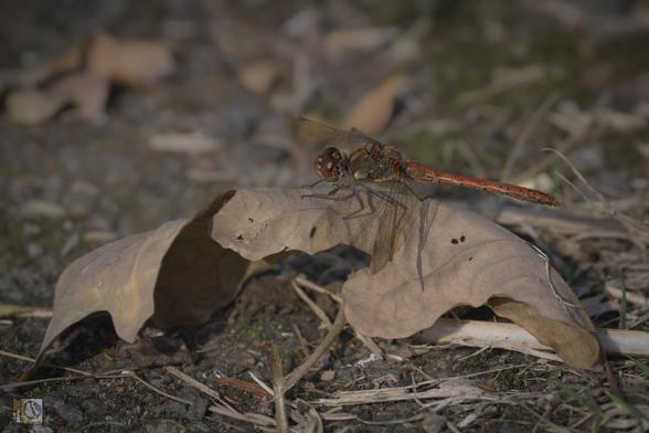 a small reddish dragonfly perched on a fallen leaf