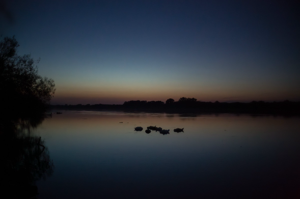a family of swans sleeping on the Danube during the late sunset