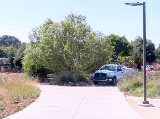Fork in a concrete path at the UC Davis Arboretum.

The triangular bed in the fork has a Chilopsis shrub casting shade. A UC Davis Facilities Maintenance truck with CA exempt license 1211678 is parked blocking most of what would have been an adequately accesssible width.

There is no loading going on and no heavy equipment in the truck bed. No evidence of any loading for at least 20 min it was witnessed. It is clearly parked where it is in order to be shaded, with no regard to egress of mobility aid users, shortening the useful life of the concrete path, and the effect of auto runoff on the Arboretum wildlife and botanical accessions.
