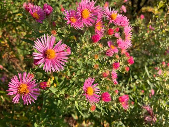 Pink asters with yellow centres.
