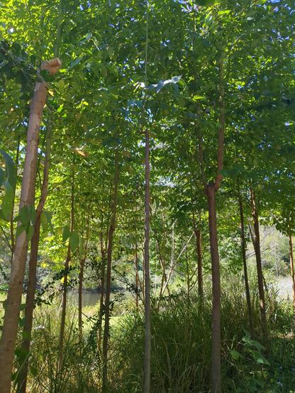 A number of Eucalyptus pollards viewed from below. A series of straight stems with tall bushy growth on top.