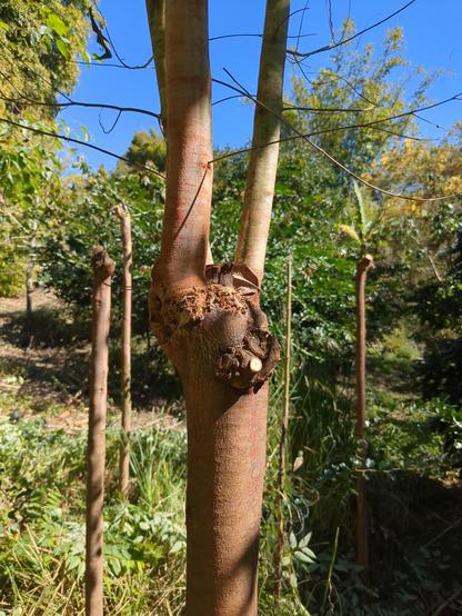 A close-up of a pollard "poll" during pruning. 3 of the larger regrowth stems remain, some minor branches are visibly pruned off. In the background are pollard stems that have been completely pruned.