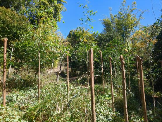A view of the pollards fully pruned. A number of straight stems with pruning cuts made to the poll site, a swollen growth of previous pruning cuts.