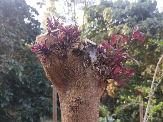 A zoomed in shot of coloured purple-red new epicormic growth shooting from the poll pruning site. This is 4 weeks later.