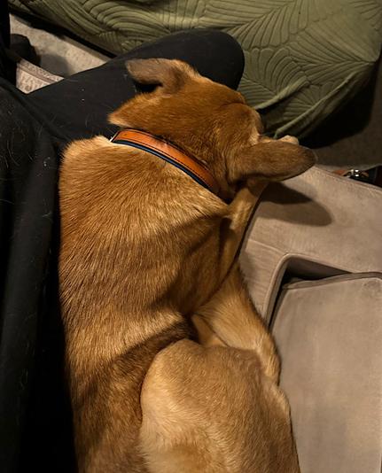 A shiny golden-reddish dog lays curled up on a grubby beige chair, cuddled next to a human wearing a baggy black onesie.