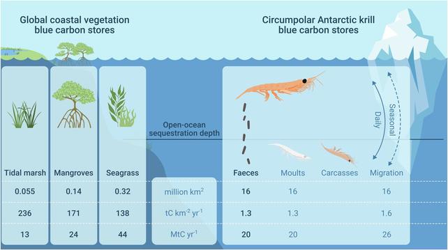 a graphic comparing carbon sequestration by coastal habitats like mangroives and antarctic krill