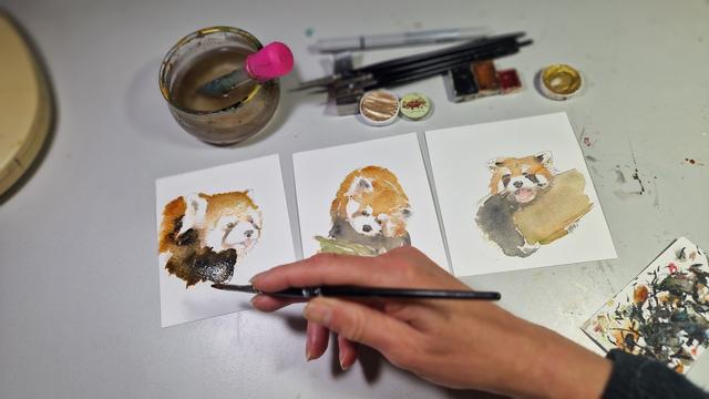 Male 3 rote Pandas