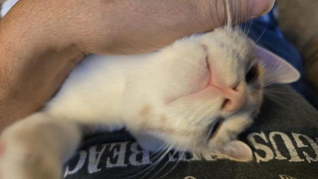 A kitten having its chin scratched. His head is upside down.