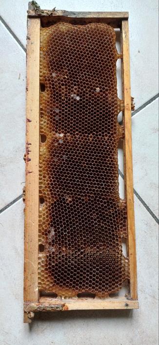 Dunkle Bienenwabe aus dem Brutraum