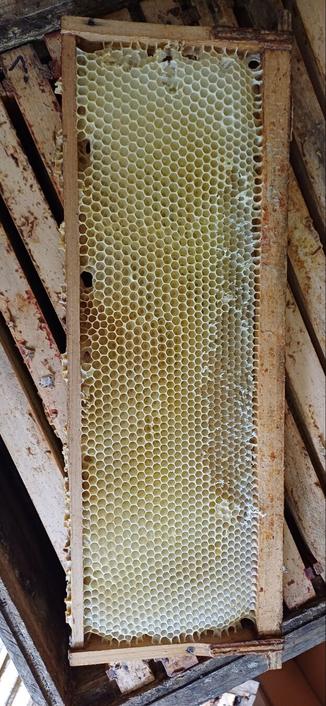 Helle Bienenwabe aus dem Honigraum