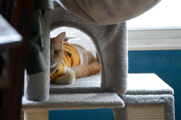 A ginger tabby kitten watches from the middle level of her cat tree.