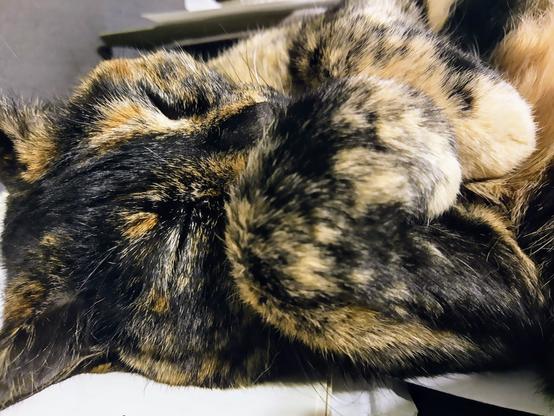 Jinxie the tortie cat laying on her back on my desk. Her eyes are closed, and paws are curled in front of her chin and chest.
