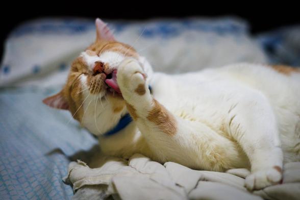 Gato branco com manchas marrons, deitado de lado em uma cama, sobre uma coberta, de olhos fechados, cabeça levemente levantada e lambendo a parte de cima de uma de suas patas.
