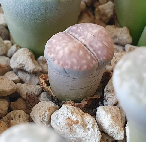 Gros plan sur un lithops gris à dessus violacé. Le côté montre des rides profondes.