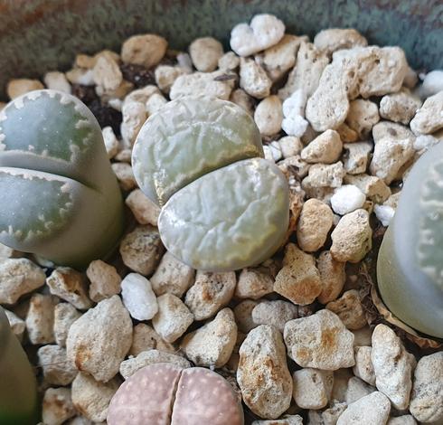 Vue de dessus d'un lithops vert à dessus translucide. Le dessus est tout plissé.